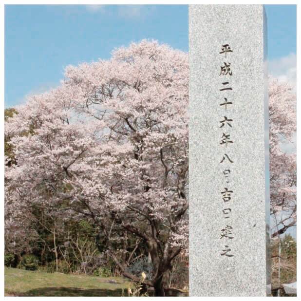 霊祀堂 桜